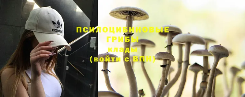 omg ссылки  Рязань  Галлюциногенные грибы Psilocybe 